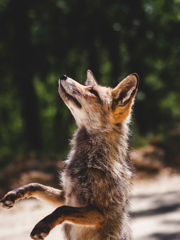 Foto de uma raposa