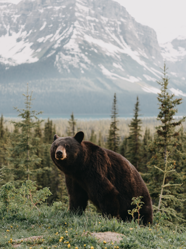 Foto de um urso