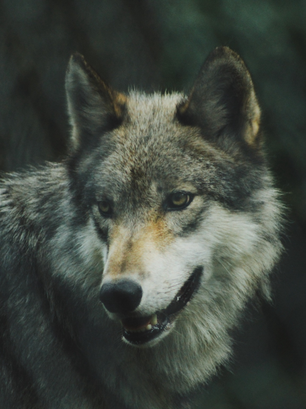 Foto de um lobo