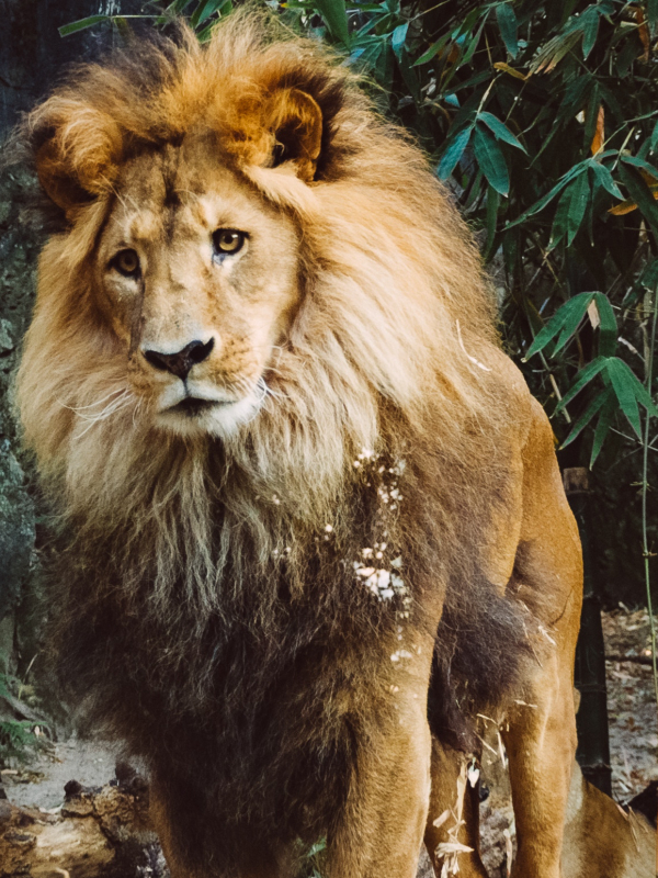 Foto de um leão
